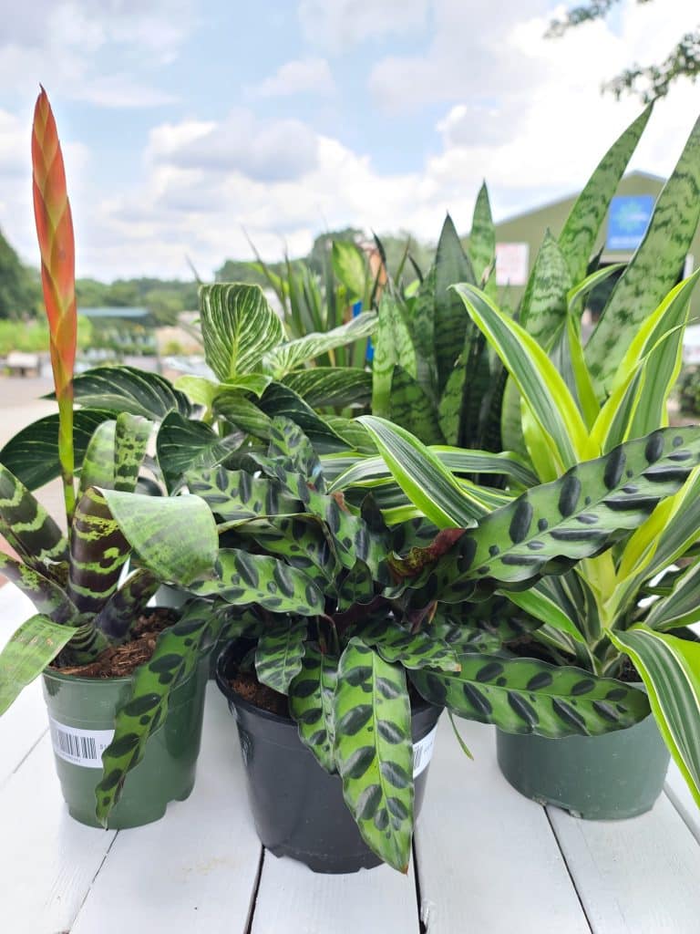 close up of green plants