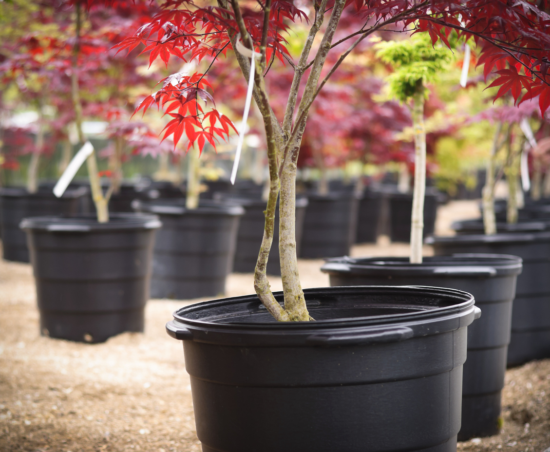 A red-leaf Japanese Maple in a nursery